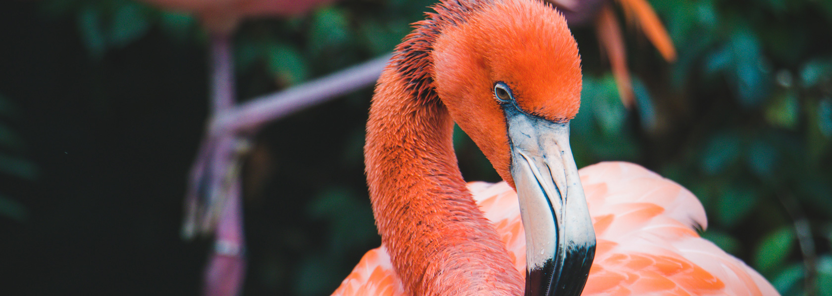 About Forest Safaris India