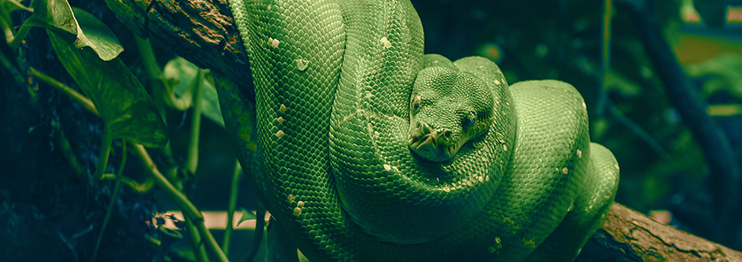 All India Wildlife Tours