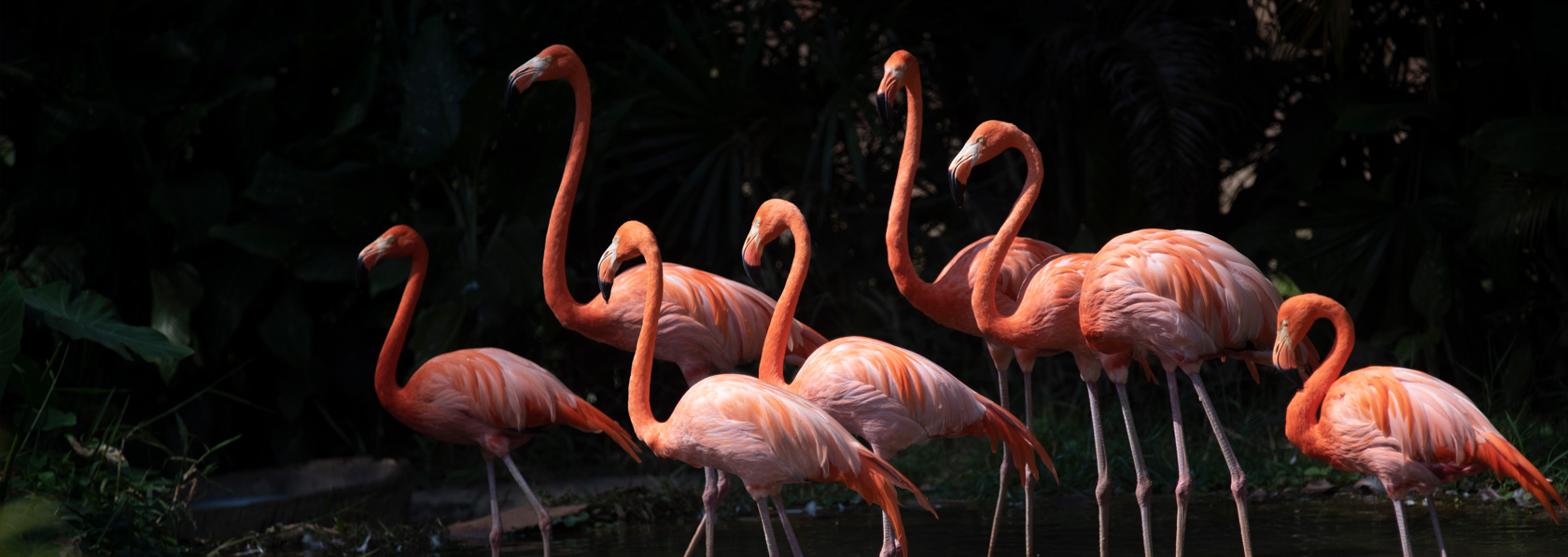 Contact Forest Safaris India