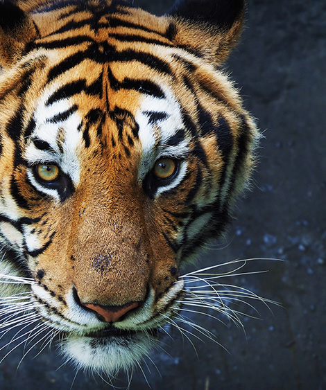 Forest Safaris India Team