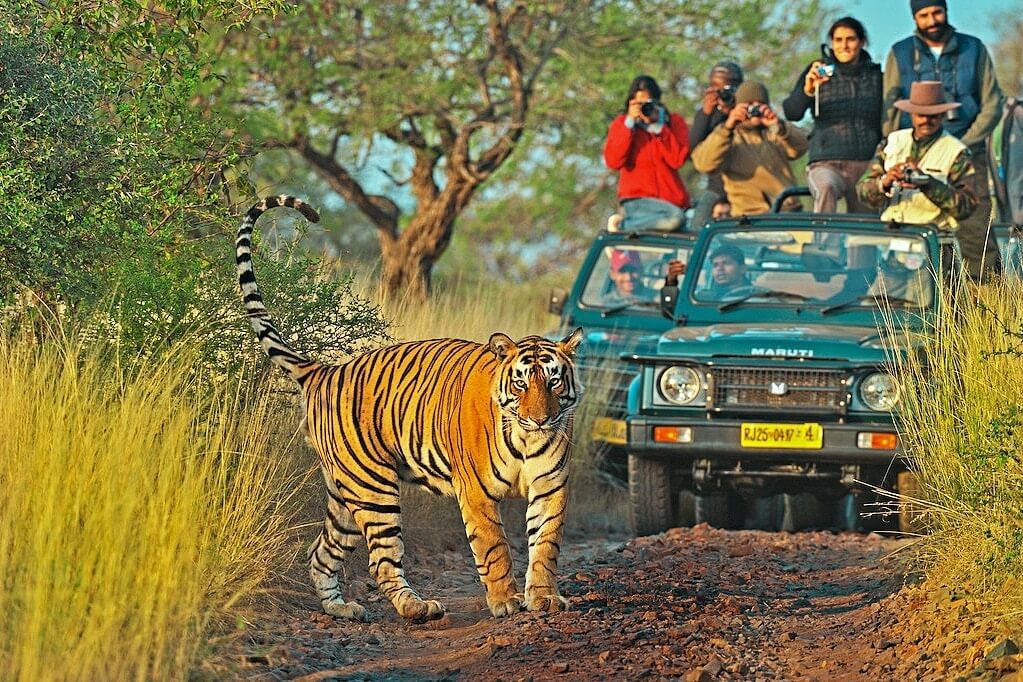 Tiger crossing dry deciduous forest in Ranthambore